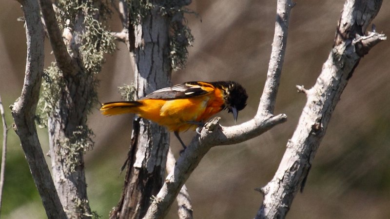 Baltimore Oriole High Island_2010_04_24_3883.JPG